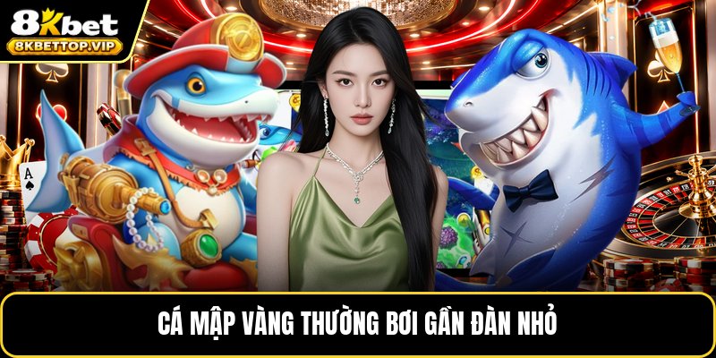 Cá mập vàng thường bơi gần đàn nhỏ