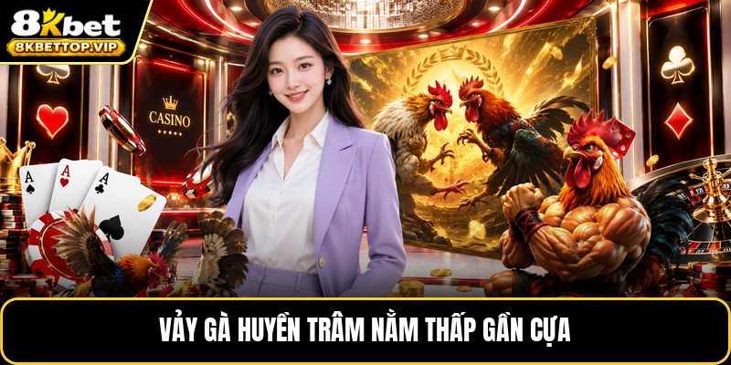 Vảy gà huyền trâm nằm thấp gần cựa